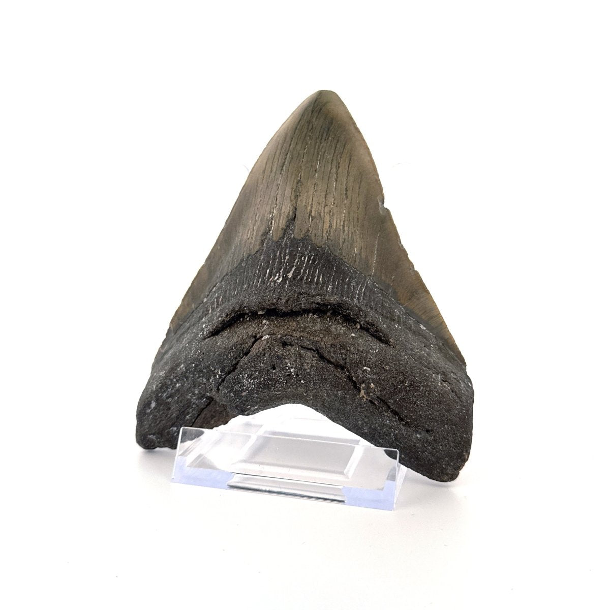 Megalodon tooth fossil (4.63") - Miocene, USA - FossilsAndMore