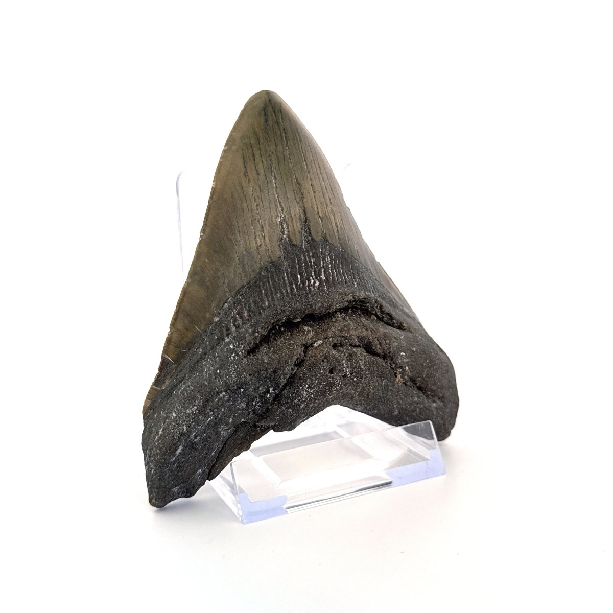 Megalodon tooth fossil (4.63") - Miocene, USA - FossilsAndMore