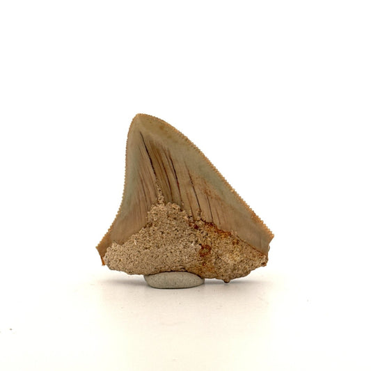 Megalodon Tooth Fragment from Indonesia | 1.75" - FossilsAndMore