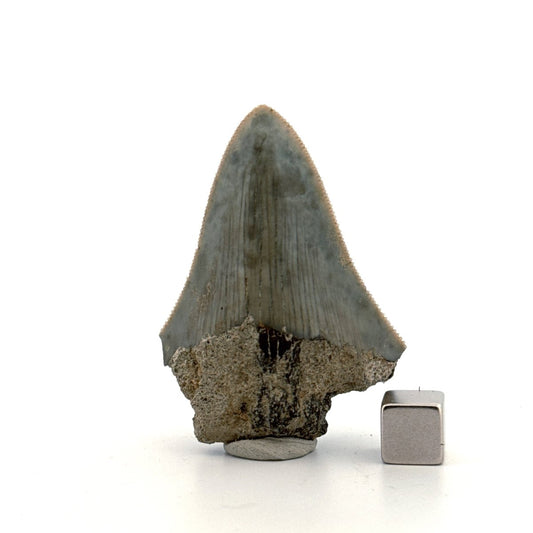 Megalodon Tooth Fragment from Indonesia | 2.17" - FossilsAndMore