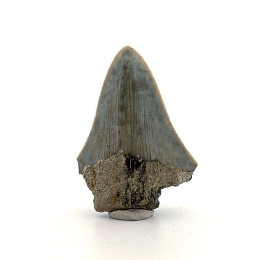 Megalodon Tooth Fragment from Indonesia | 2.17" - FossilsAndMore