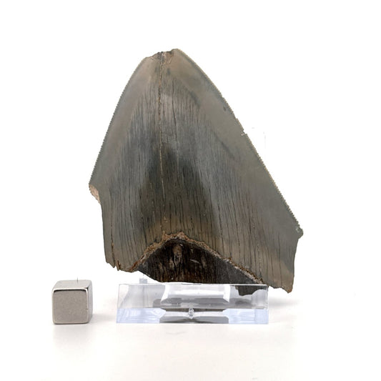 Megalodon Tooth Fragment from Indonesia | 3.18" - FossilsAndMore