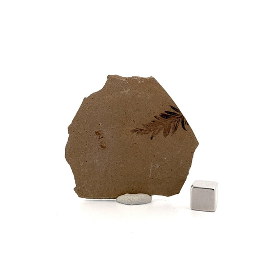 Metasequoia sp. Dawn Redwood leaf fossil (0.82") from Eocene, Canada - FossilsAndMore
