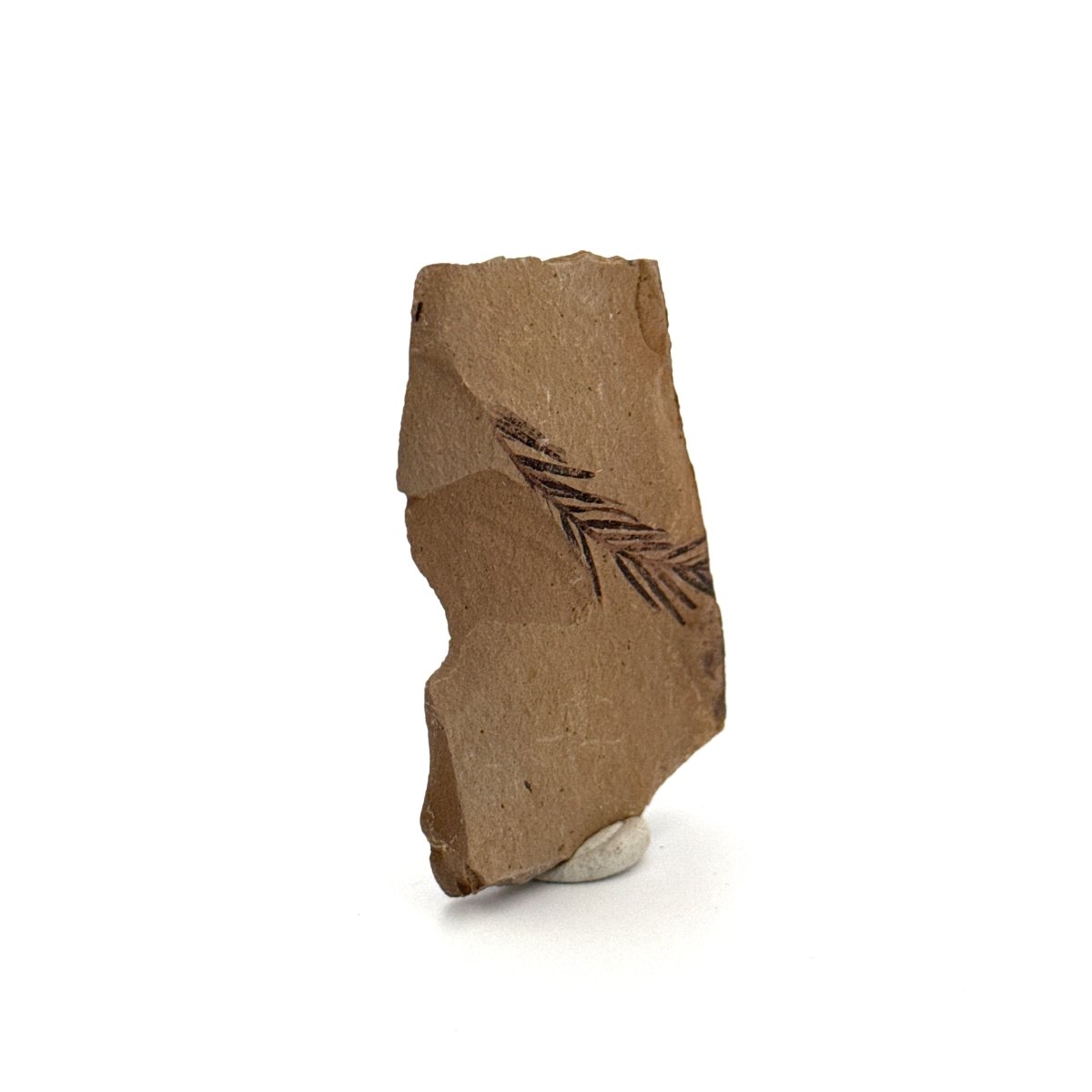Metasequoia sp. Dawn Redwood leaf fossil (1.33") - Eocene, Canada - FossilsAndMore