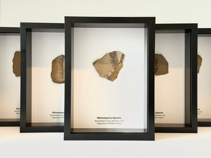 Metasequoia species Fossil Leaf in Large Shadow Box Frame - FossilsAndMore