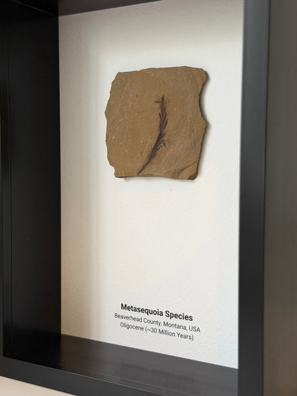 Metasequoia species Fossil Leaf in Large Shadow Box Frame - FossilsAndMore