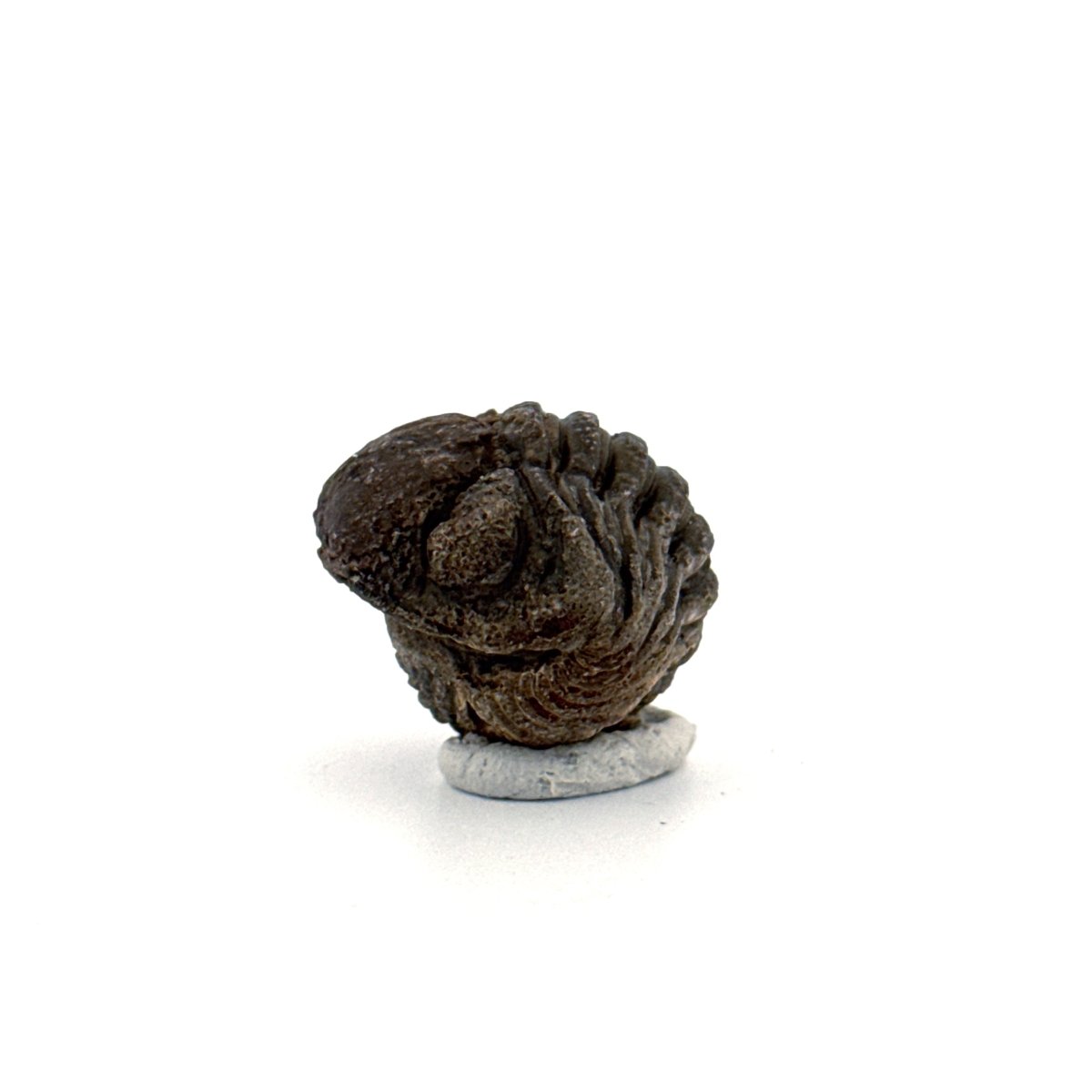 Morocops, Devonian Rolled - up Trilobite fossil from Morocco (1.60") - FossilsAndMore