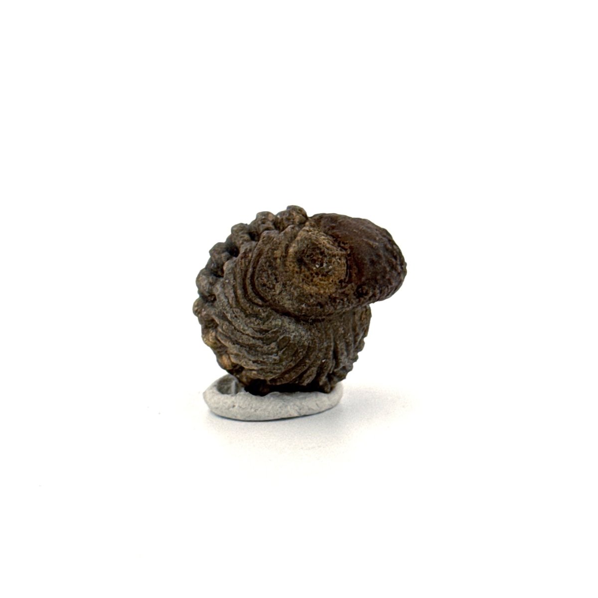 Morocops, Devonian Rolled - up Trilobite fossil from Morocco (1.60") - FossilsAndMore
