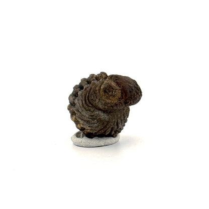 Morocops, Devonian Rolled - up Trilobite fossil from Morocco (1.60") - FossilsAndMore