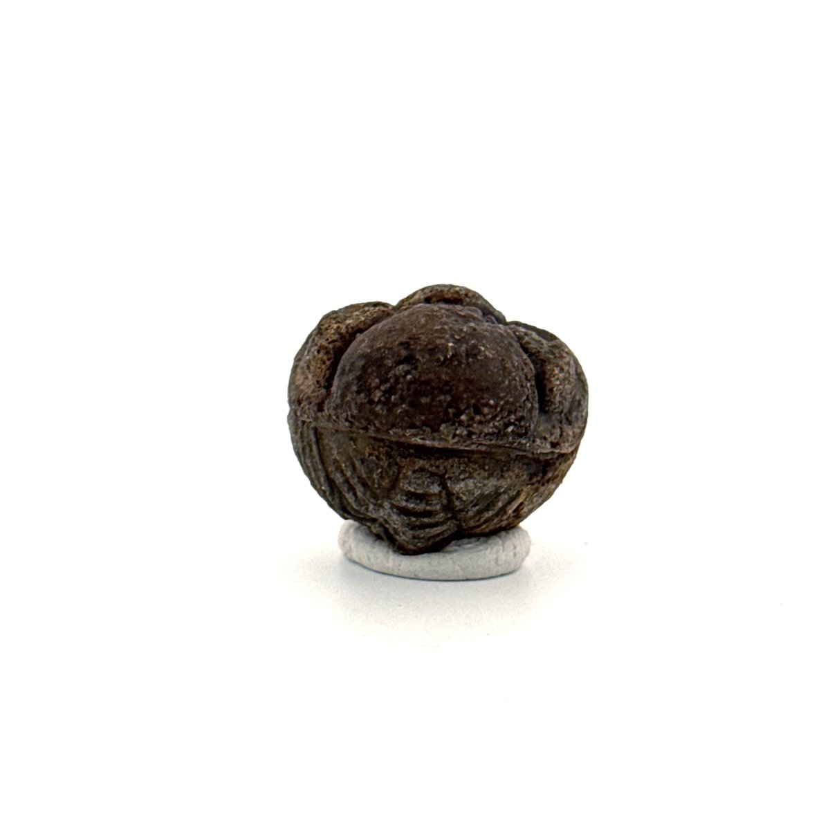 Morocops, Devonian Rolled - up Trilobite fossil from Morocco (1.60") - FossilsAndMore