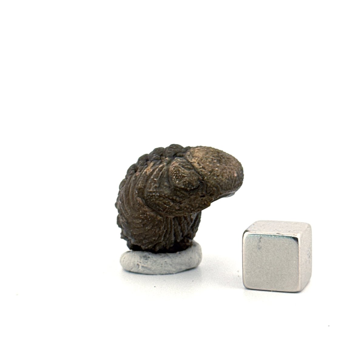Morocops, Devonian Rolled - up Trilobite fossil from Morocco (1.70") - FossilsAndMore