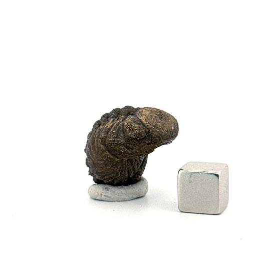 Morocops, Devonian Rolled - up Trilobite fossil from Morocco (1.70") - FossilsAndMore