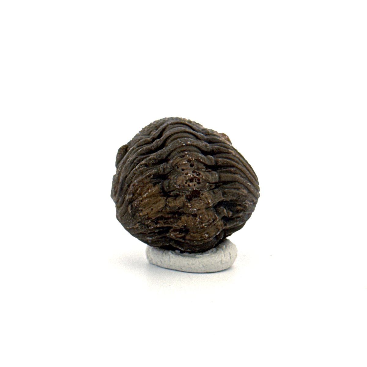 Morocops, Devonian Rolled - up Trilobite fossil from Morocco (1.70") - FossilsAndMore