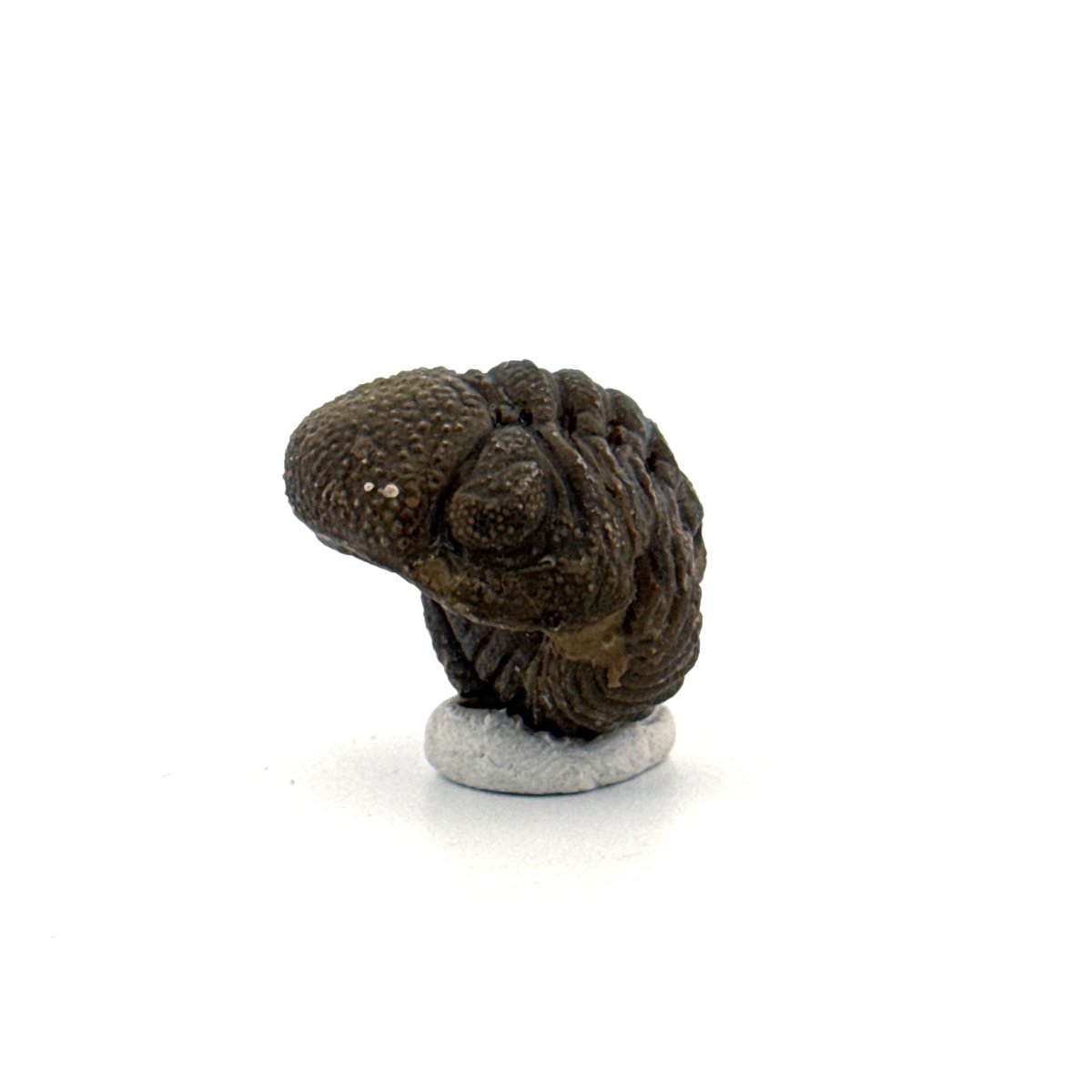 Morocops, Devonian Rolled - up Trilobite fossil from Morocco (1.70") - FossilsAndMore