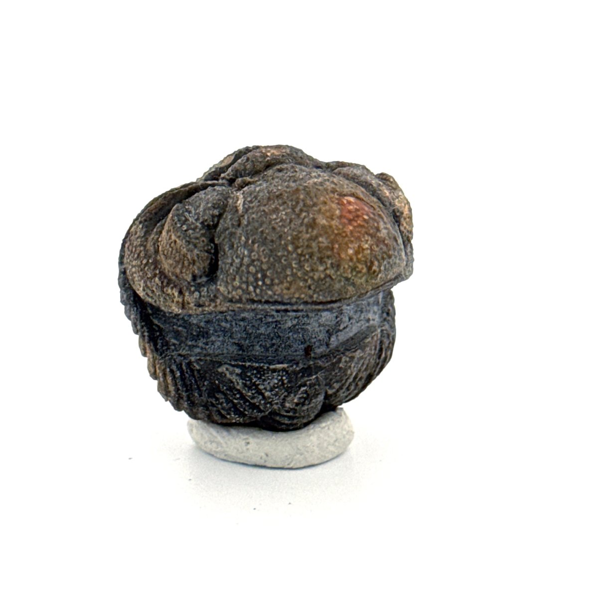 Morocops, Devonian Rolled - up Trilobite fossil from Morocco (2.00") - FossilsAndMore