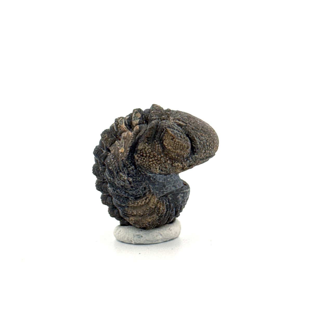 Morocops, Devonian Rolled - up Trilobite fossil from Morocco (2.00") - FossilsAndMore