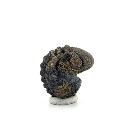 Morocops, Devonian Rolled - up Trilobite fossil from Morocco (2.00") - FossilsAndMore