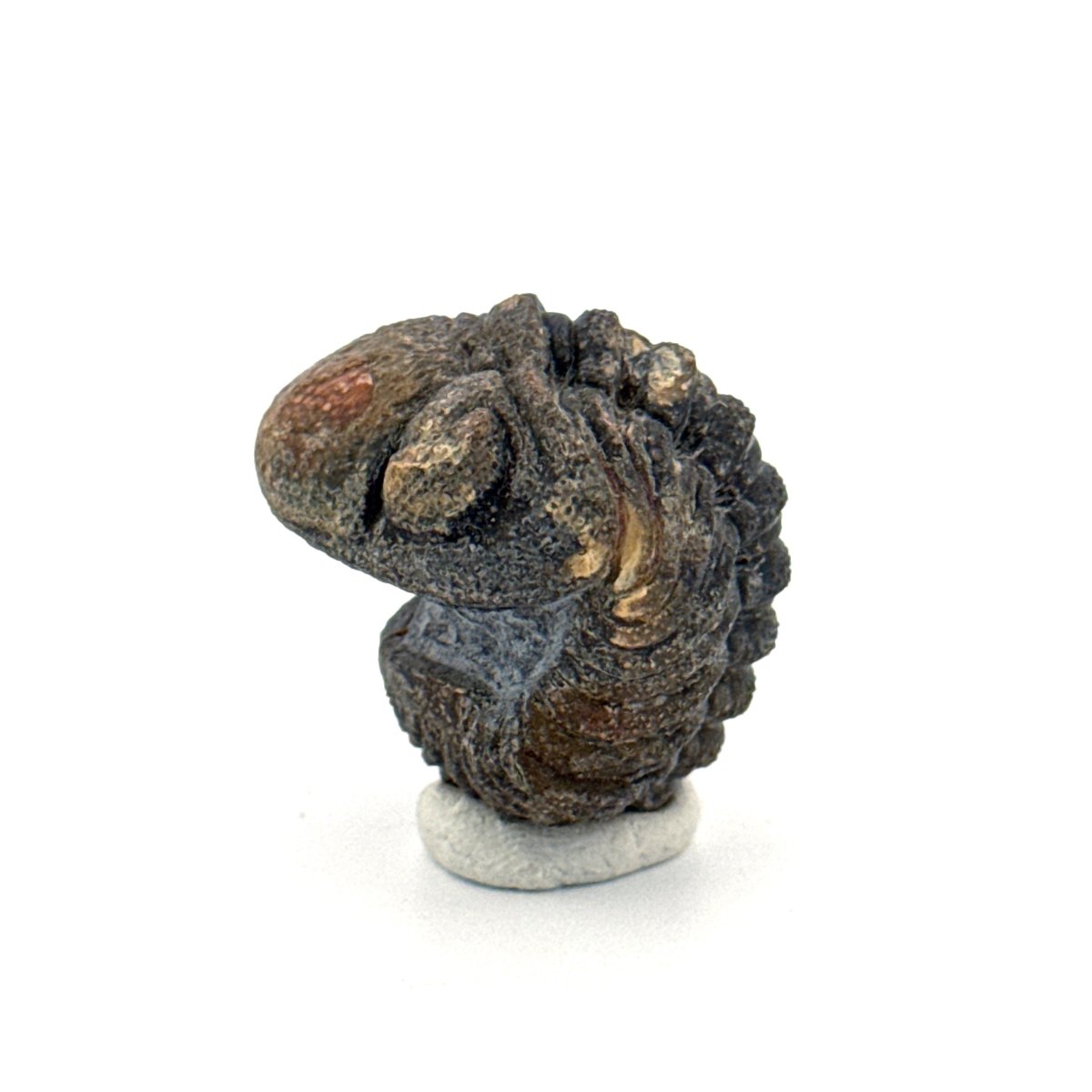 Morocops, Devonian Rolled - up Trilobite fossil from Morocco (2.00") - FossilsAndMore