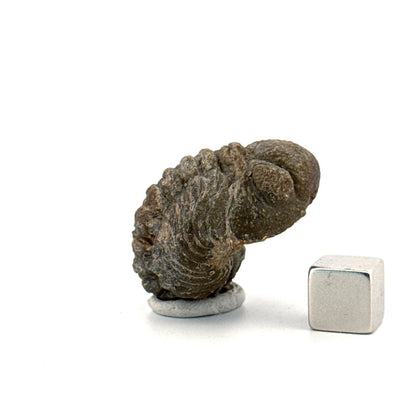 Morocops, Devonian Rolled - up Trilobite fossil from Morocco (2.00") - FossilsAndMore