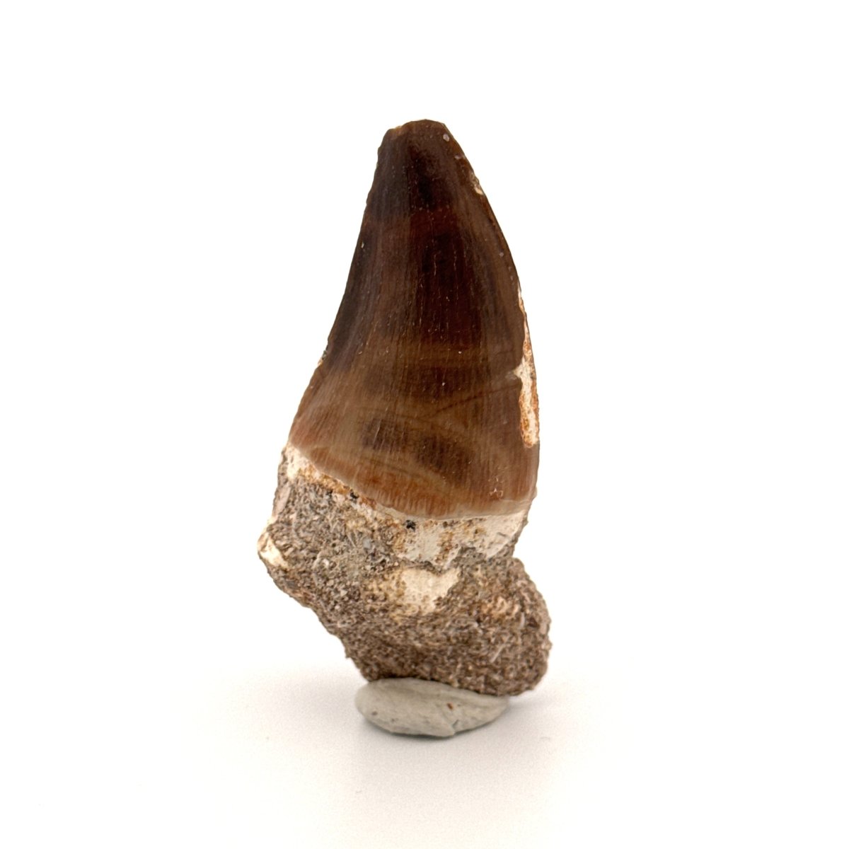 Mosasaur fossil tooth (1.22") from Morocco - FossilsAndMore