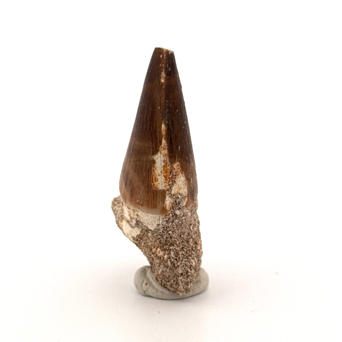 Mosasaur fossil tooth (1.22") from Morocco - FossilsAndMore