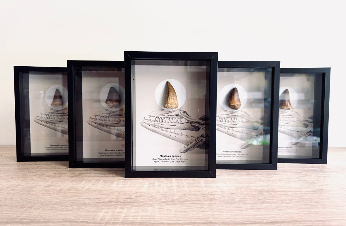 Mosasaur species Fossil Tooth in Large Deep Box Frame - FossilsAndMore
