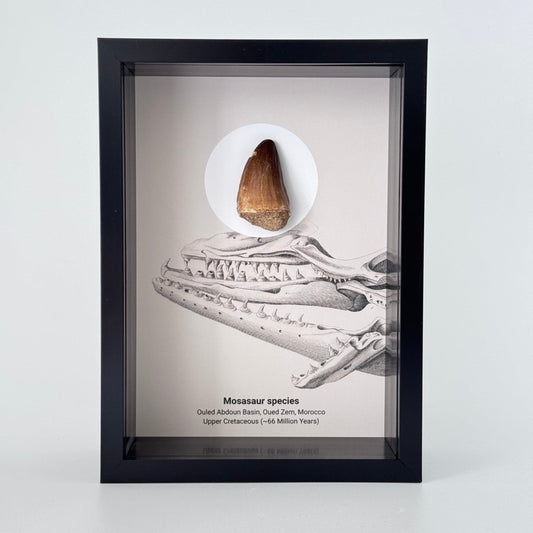 Mosasaur species Fossil Tooth in Large Deep Box Frame - FossilsAndMore