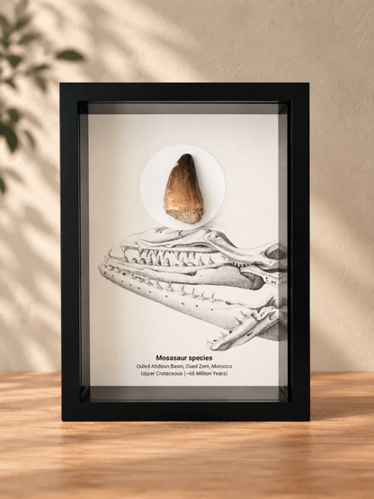 Mosasaur species Fossil Tooth in Shadow Box Frame - FossilsAndMore