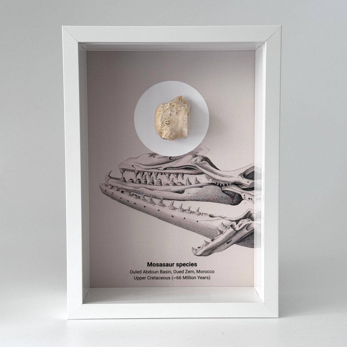 Mosasaur species Fossil Vertabra in Large Deep Box Frame - FossilsAndMore