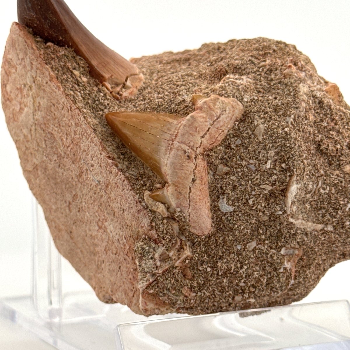 Mosasaur Tooth and Shark tooth from Morocco, Late Cretaceous - FossilsAndMore