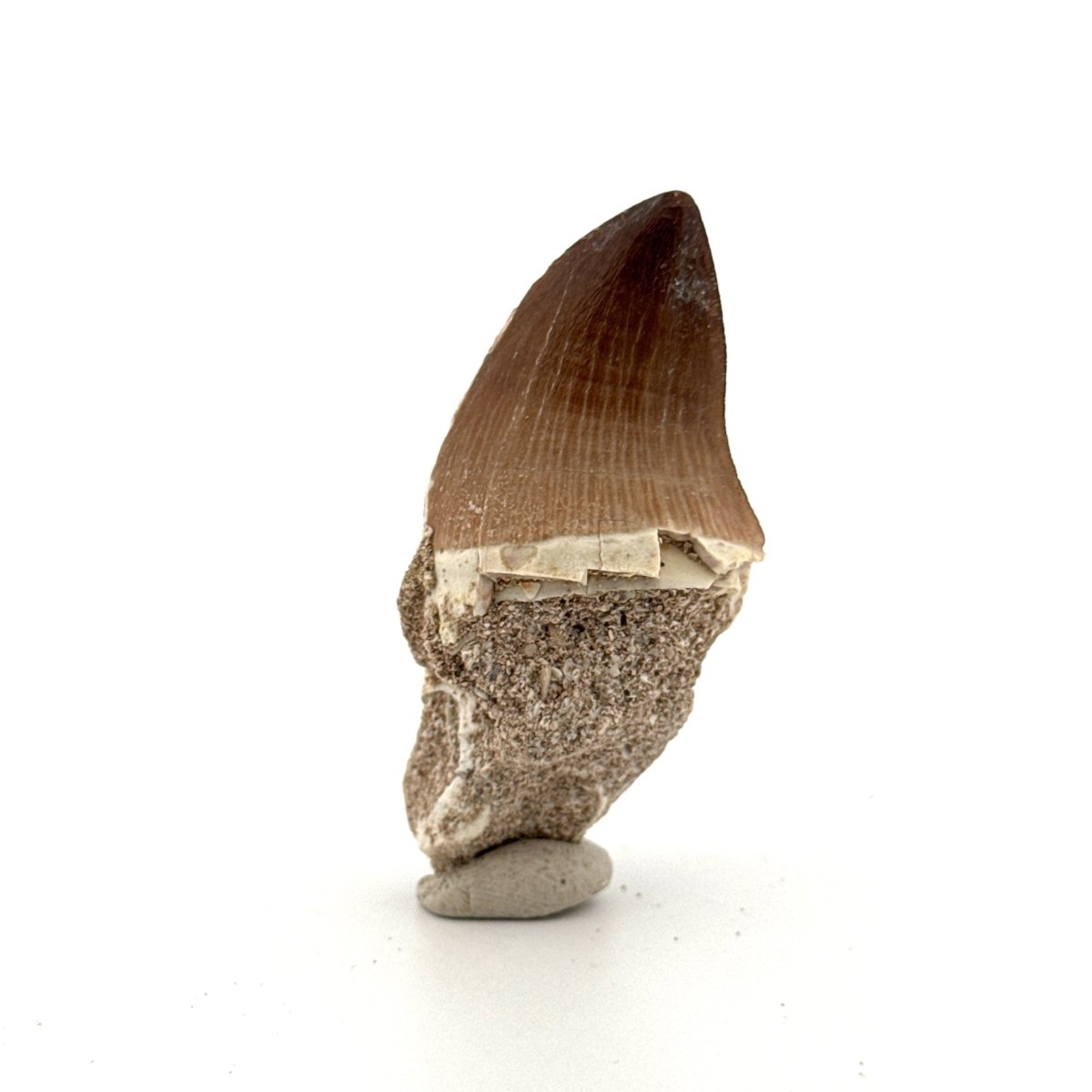 Mosasaur tooth fossil from Late Cretaceous, Morocco (1.29") - FossilsAndMore