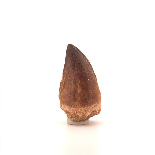 Mosasaur tooth fossil from Late Cretaceous, Morocco (2.21") - FossilsAndMore