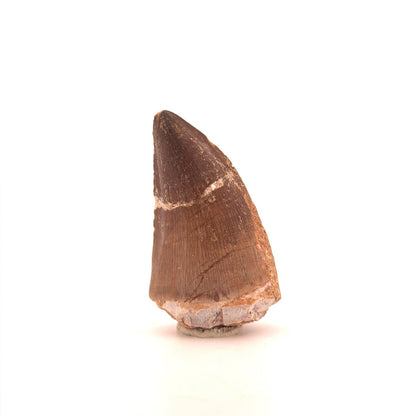 Mosasaur tooth fossil from Late Cretaceous, Morocco (2.42") - FossilsAndMore