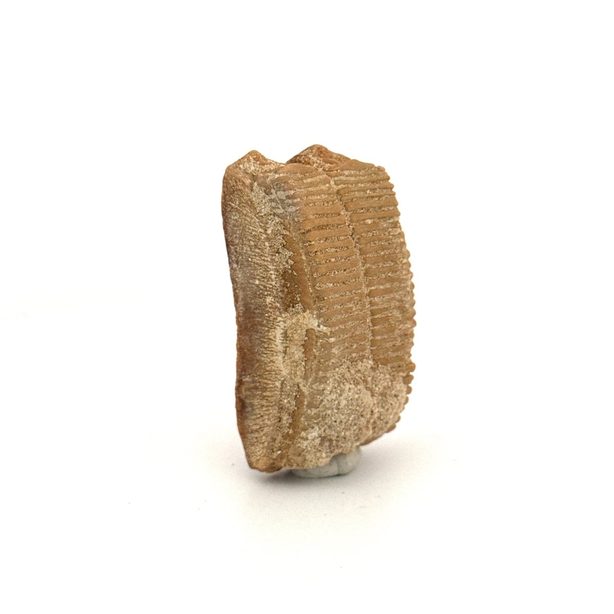 Myliobatis dixoni Mouth Plate Fossil – Eocene, Morocco - FossilsAndMore