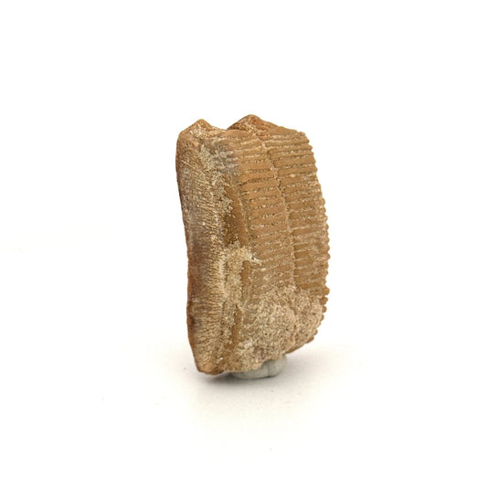 Myliobatis dixoni Mouth Plate Fossil – Eocene, Morocco - FossilsAndMore