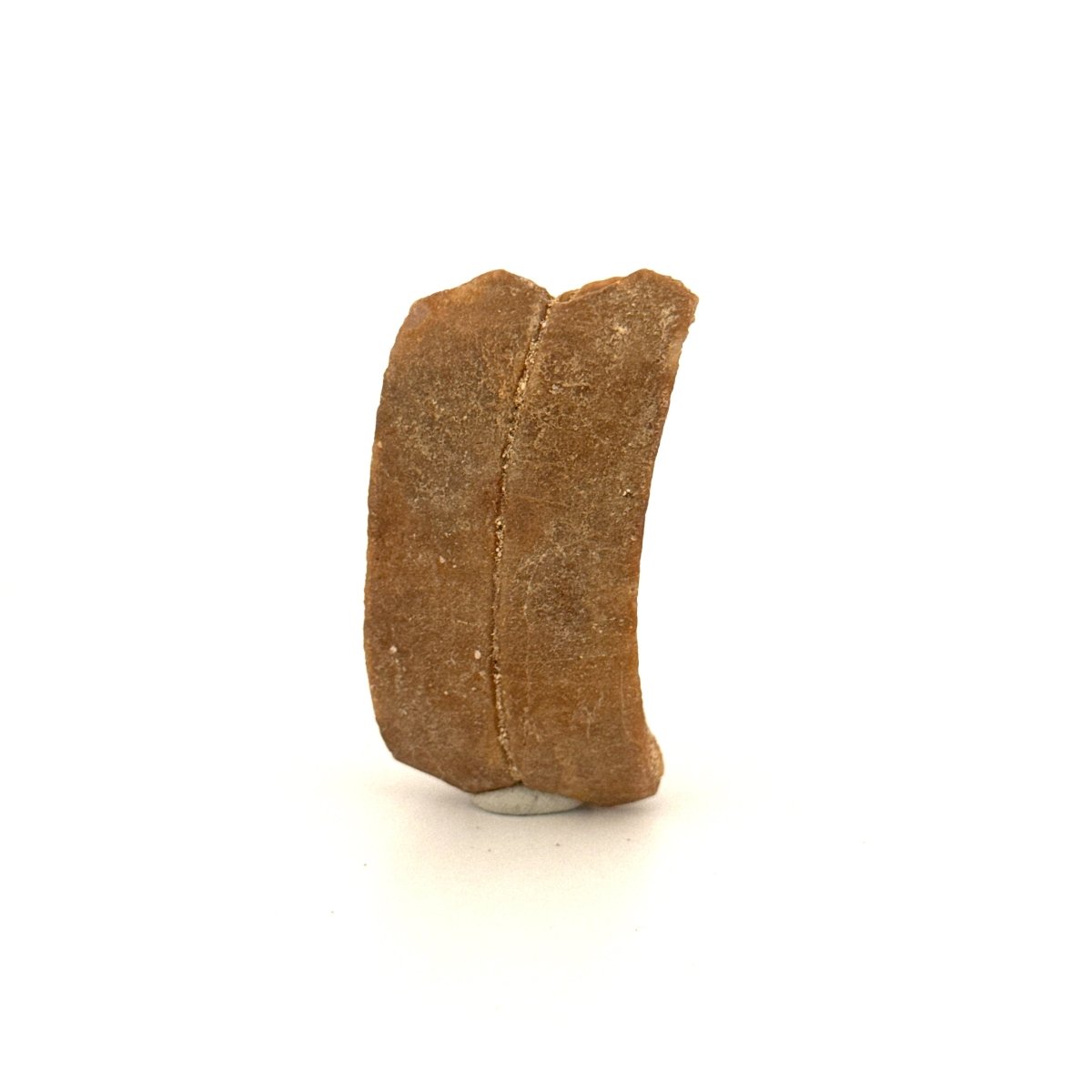Myliobatis dixoni Mouth Plate Fossil – Eocene, Morocco - FossilsAndMore
