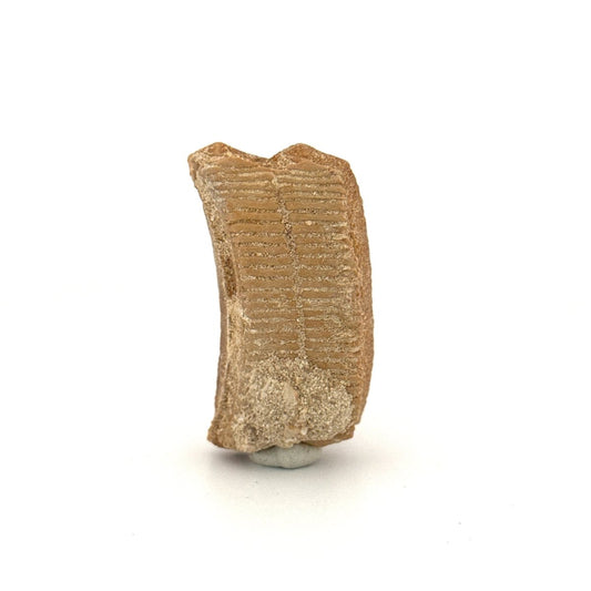 Myliobatis dixoni Mouth Plate Fossil – Eocene, Morocco - FossilsAndMore