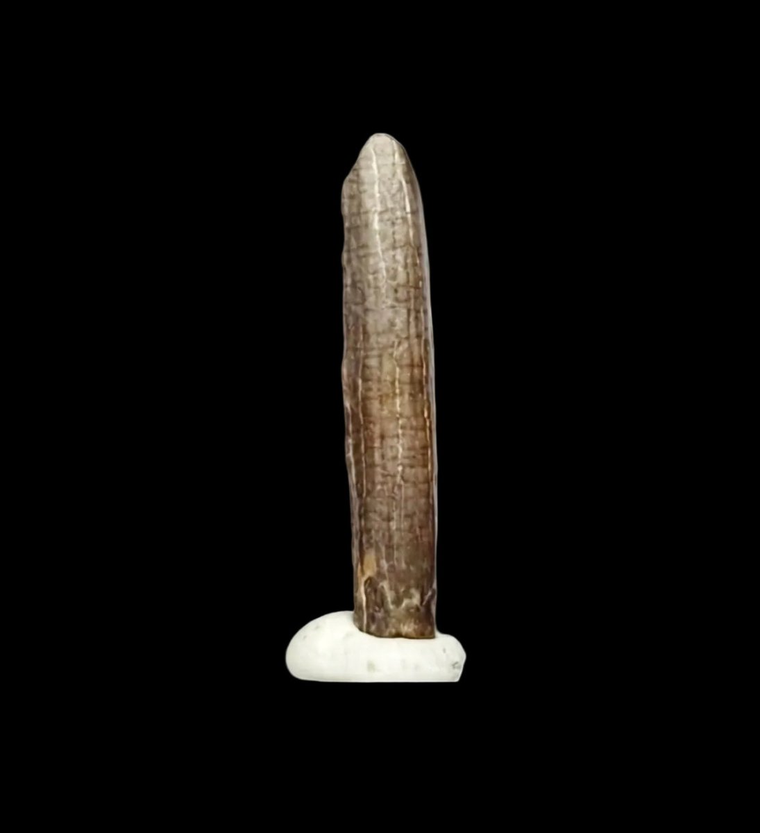 Nigersaurus taqueti Fossil Sauropod Tooth from Cretaceous, Niger (0.78") - FossilsAndMore