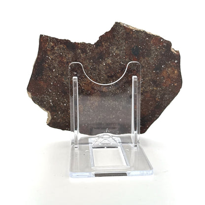 NWA 869 Meteorite Slice from Sahara | 38 Grams - FossilsAndMore