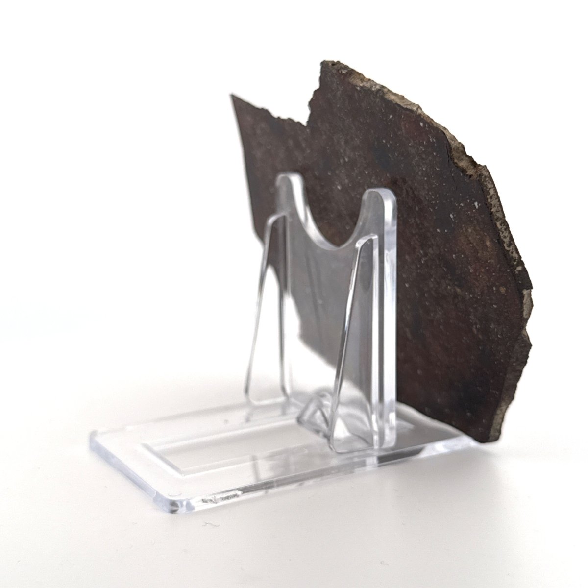 NWA 869 Meteorite Slice from Sahara | 38 Grams - FossilsAndMore