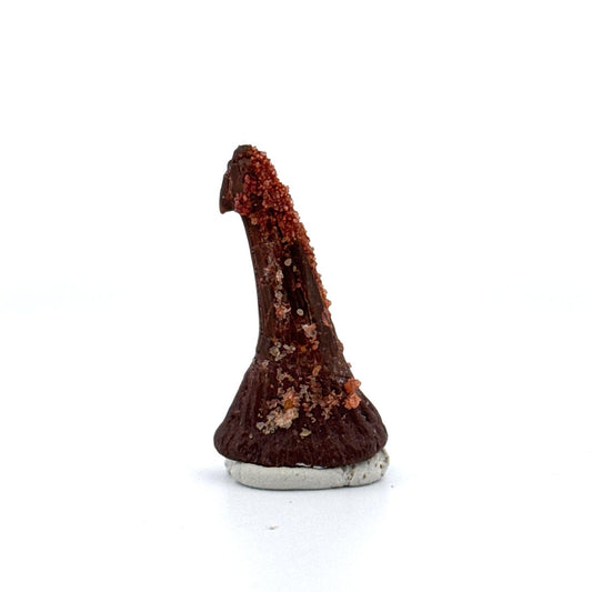 Onchopristus Rostral Spine/tooth, Sawfish Fossil (1.56") – Cretaceous, Morocco - FossilsAndMore