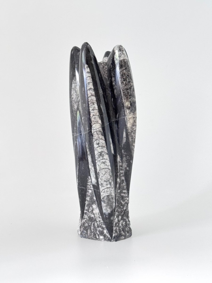 Orthoceras Cephalopod Fossil (+/- 8.00") - Devonian, Morocco - FossilsAndMore