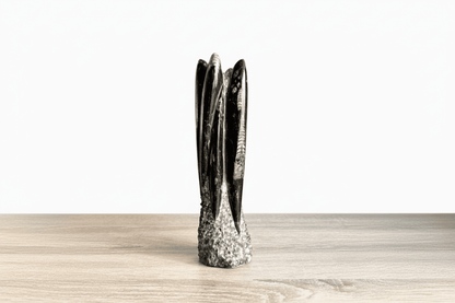 Orthoceras Cephalopod Fossil (+/ - 9.00") - Devonian, Morocco - FossilsAndMore