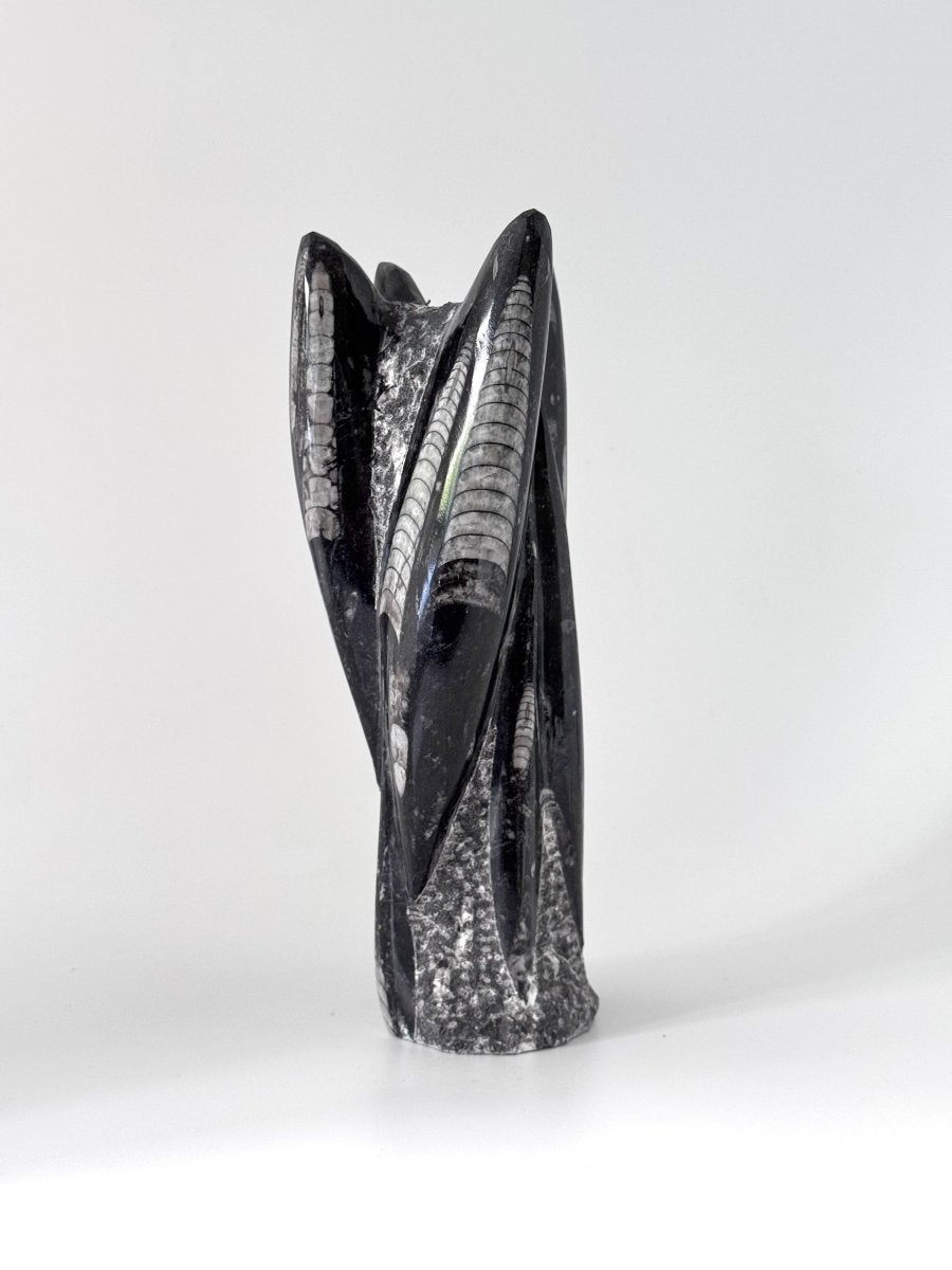 Orthoceras Cephalopod Fossil (+/- 9.00") - Devonian, Morocco - FossilsAndMore