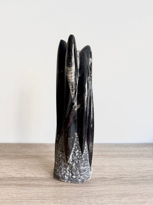 Orthoceras Cephalopod Fossil (+/ - 9.00") - Devonian, Morocco - FossilsAndMore