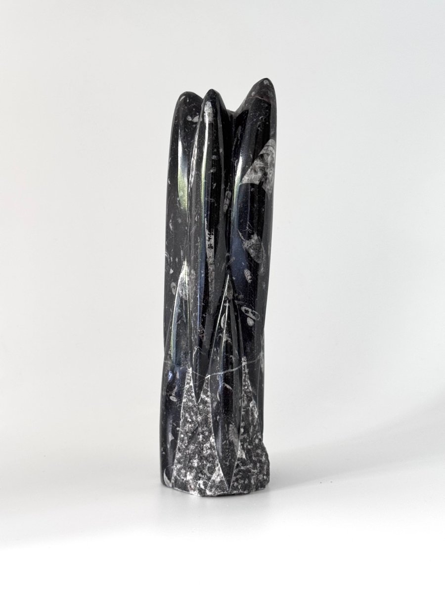 Orthoceras Cephalopod Fossil (+/- 9.00") - Devonian, Morocco - FossilsAndMore