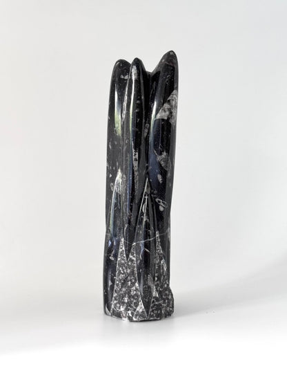 Orthoceras Cephalopod Fossil (+/- 9.00") - Devonian, Morocco - FossilsAndMore