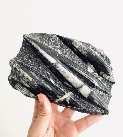 Orthoceras Fossil, 370 Million Year Old Cephalopod from Morocco (8.66") - FossilsAndMore