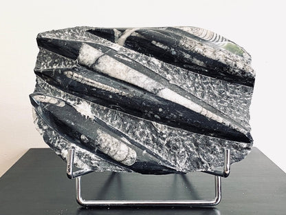 Orthoceras Fossil, 370 Million Year Old Cephalopod from Morocco (8.66") - FossilsAndMore