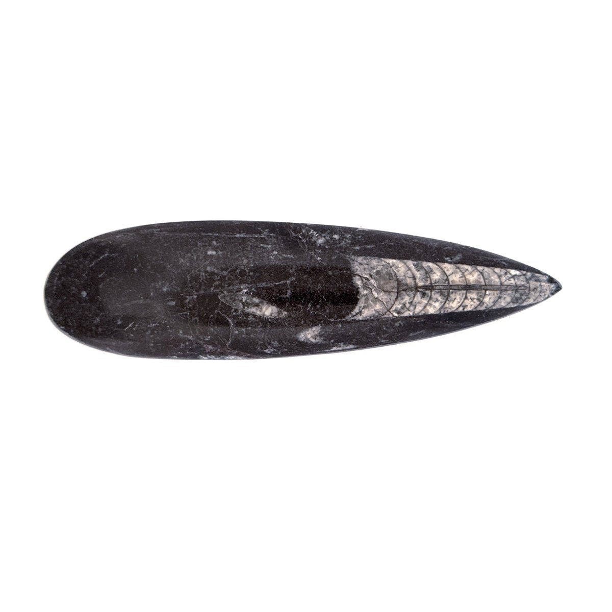 Orthoceras Fossil Polished (between 5.00" & 6.00") - Devonian, Morocco - FossilsAndMore